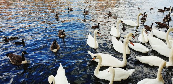 High angle view of swans swimming in lake