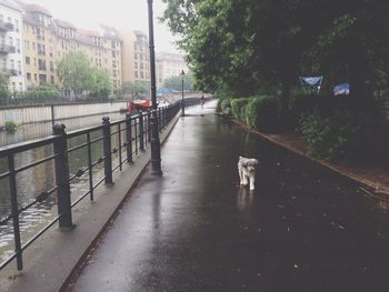 Dog on street by trees in city