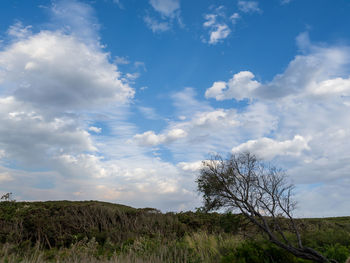 Low angle view of trees on field against sky