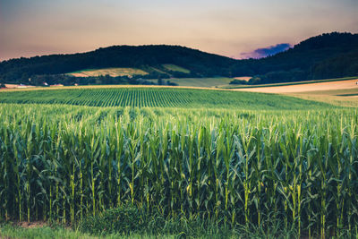 Scenic view of agricultural corn field against sky during sunset