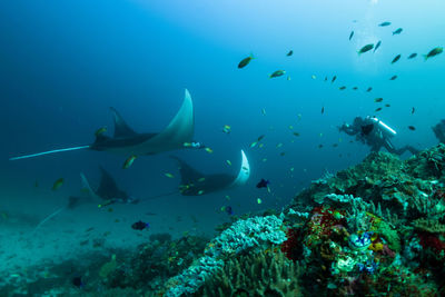 Fish swimming in sea