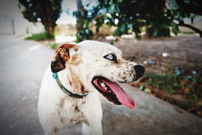 Close-up of dog