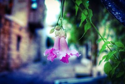 Close-up of pink flower