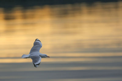 Bird flying over lake