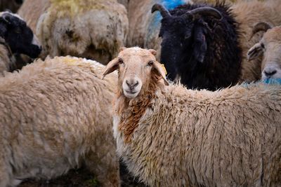 Cute flock of sheep in the snow beside the duku highway in xinjiang