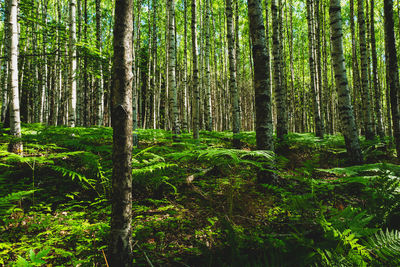 Trees in forest