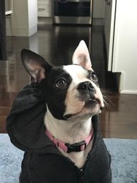 Close-up of dog looking at home