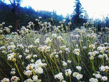 Close-up of white flowers in field