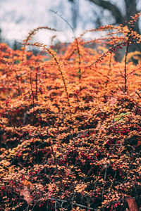 Close-up of plants during autumn