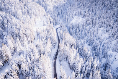 Road in the white forest