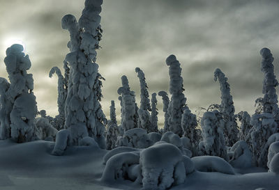 Panoramic shot of frozen trees on land against sky