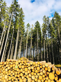 Low angle view of logs against trees in forest
