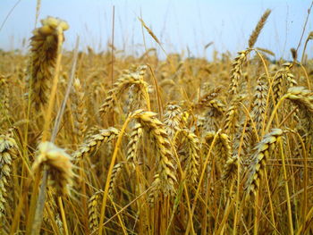 Close-up of stalks in field