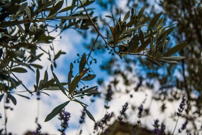 Low angle view of flower tree against sky