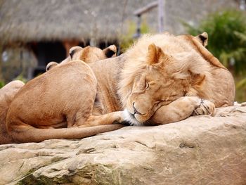 Lion resting peacefully