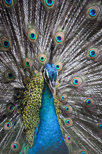 Close-up of peacock