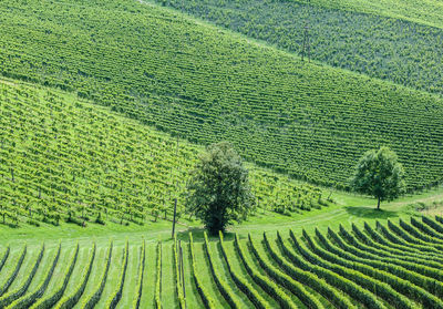 Scenic view of agricultural field