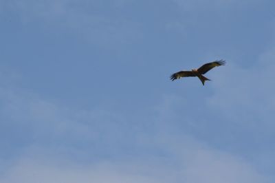 Low angle view of eagle flying against sky