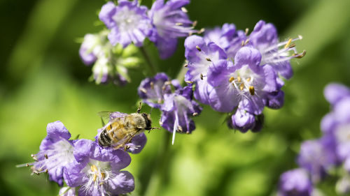 Close-up of bee on purple flowers