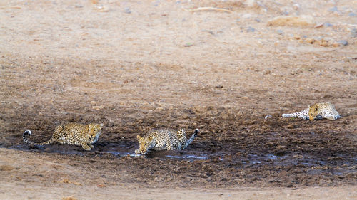 High angle view of leopards on land