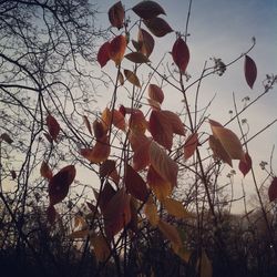 Low angle view of tree against sky