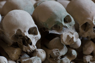 Old human skulls in cemetery