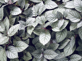 Full frame shot of leaves