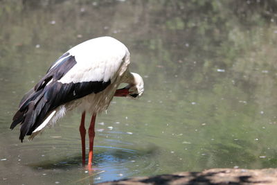 Bird perching in lake