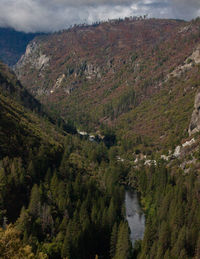 High angle view of pine trees by lake in forest