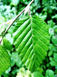 Close-up of green leaves