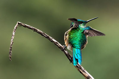 Close-up of bird perching on branch