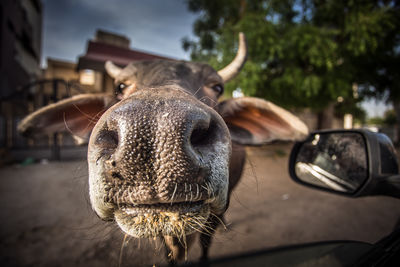 Close-up of cattle