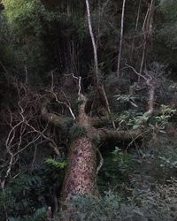 Close-up of tree trunk in forest