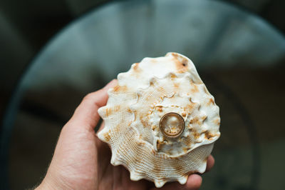 Close-up of man holding animal shell