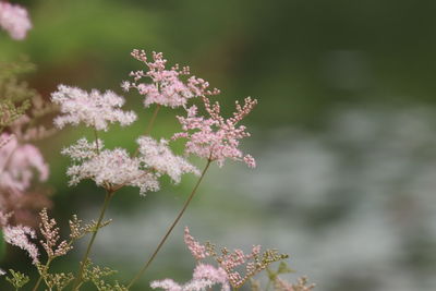 Close-up of pink flowering plant