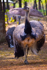 Close-up of a bird on field