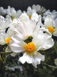 Close-up of white flowering plants