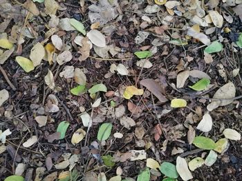 High angle view of dry leaves on field