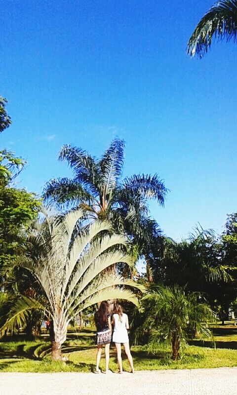 tree, clear sky, blue, lifestyles, leisure activity, palm tree, person, copy space, men, rear view, grass, full length, walking, park - man made space, green color, growth, standing, sunlight