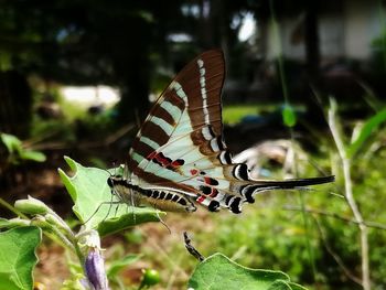 Close-up of butterfly perching on plant