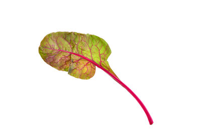 Close-up of red leaf over white background