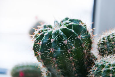 Close-up of cactus plant