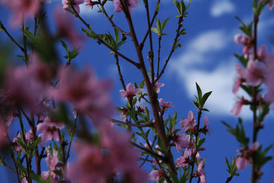 Close-up of purple flowering plants