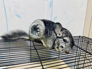 Close-up of a chincilla resting in cage