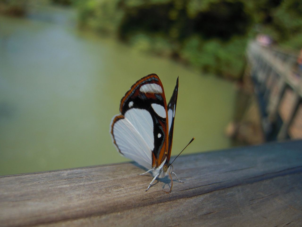 Butterfly white and brown