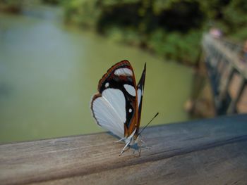 Close-up of butterfly perching on leaf