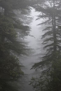 Low angle view of trees in forest