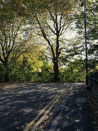 Empty road by trees in city