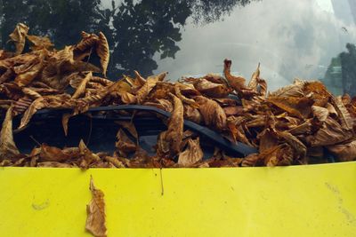 High angle view of dry leaves on car windshield