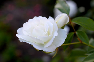 Close-up of white rose blooming outdoors